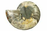 Cut & Polished Ammonite Fossil (Half) - Madagascar #317649-1